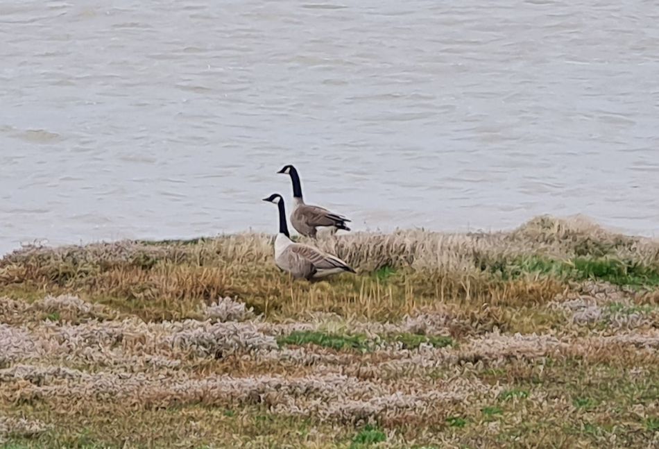 2020-10-05 15 Orford.jpg